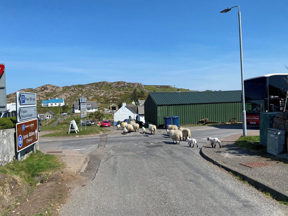 Sheep Crossing