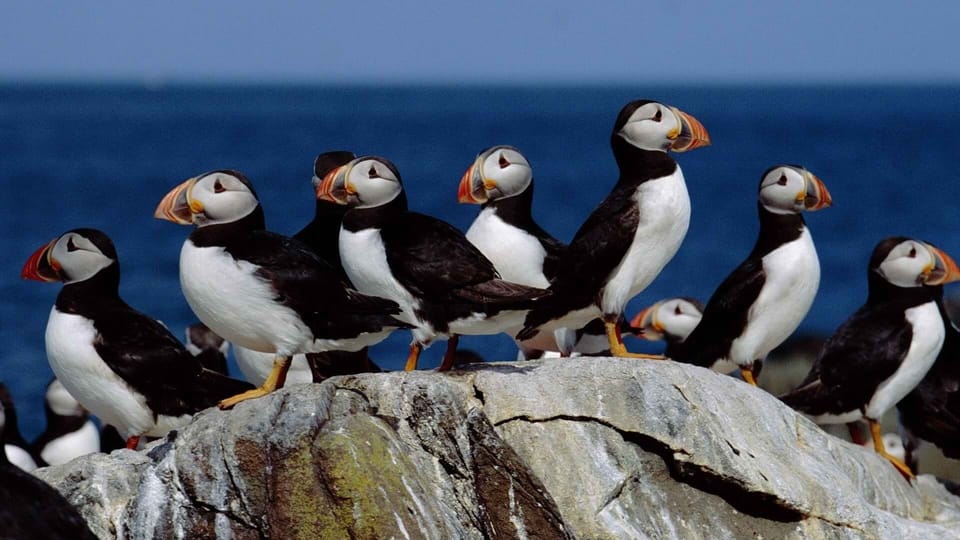 Local residents on Isle of May