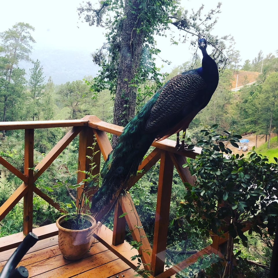 Family House, Mountain View | 2 bedrooms, free WiFi