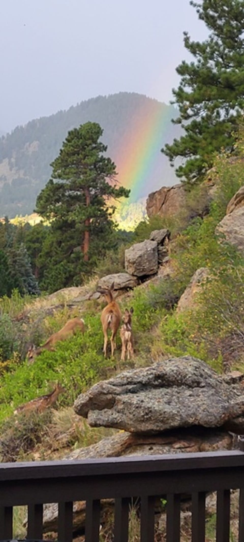 Rainbow and deer