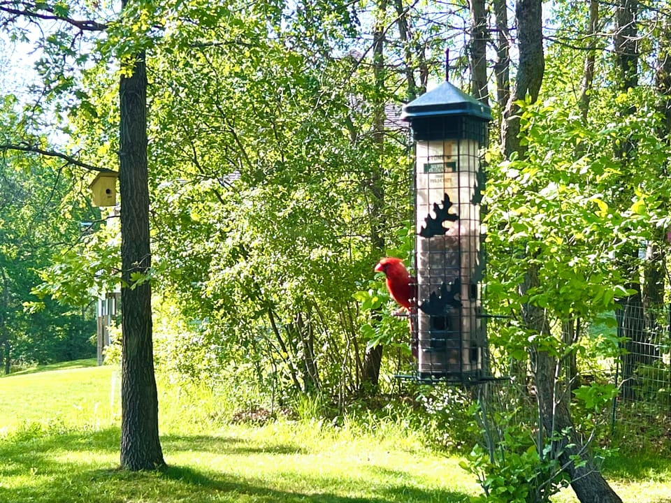 Guests love watching all the different species of birds visit throughout the day