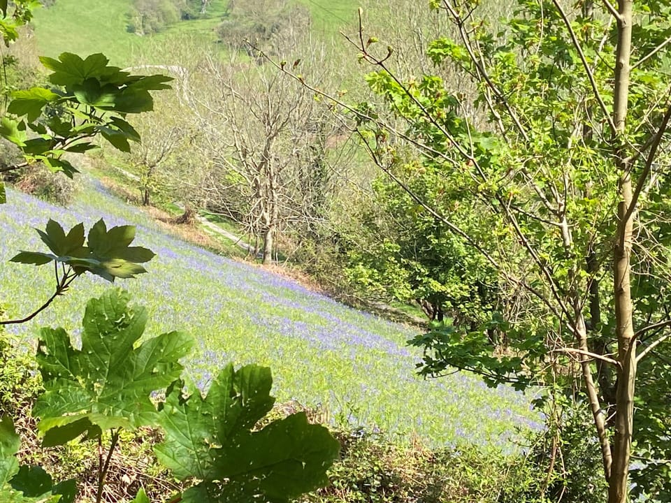 Bluebells near Mill Cove
