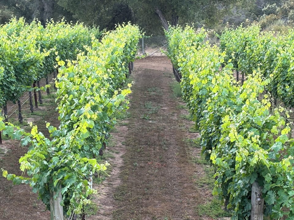 Family winery in the neighborhood