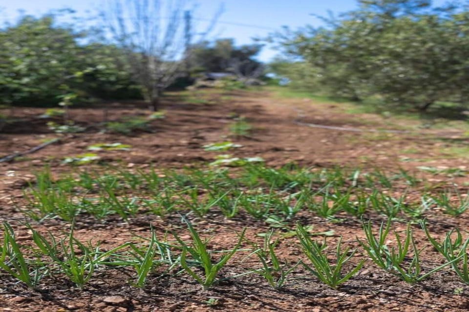 Region [summer] (>5 km)