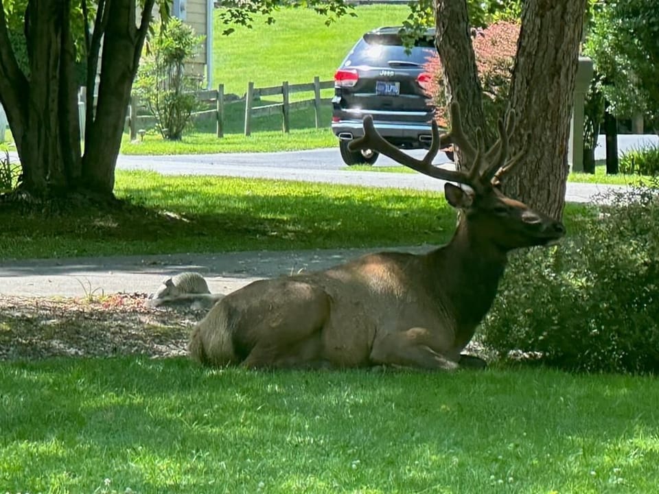 Elk!