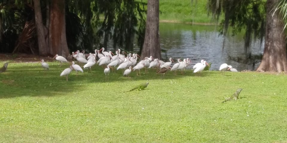 Ibis at the backyard and the canal view.