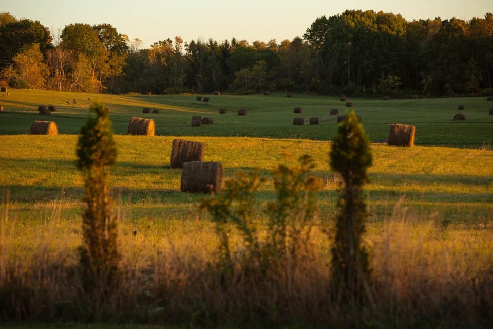 Hay Bails behind cabins