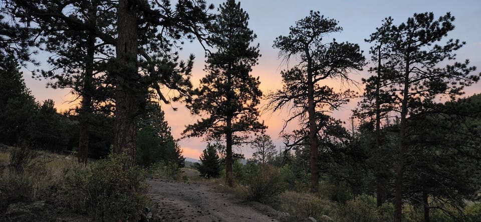 Dawn breaking through the trees
