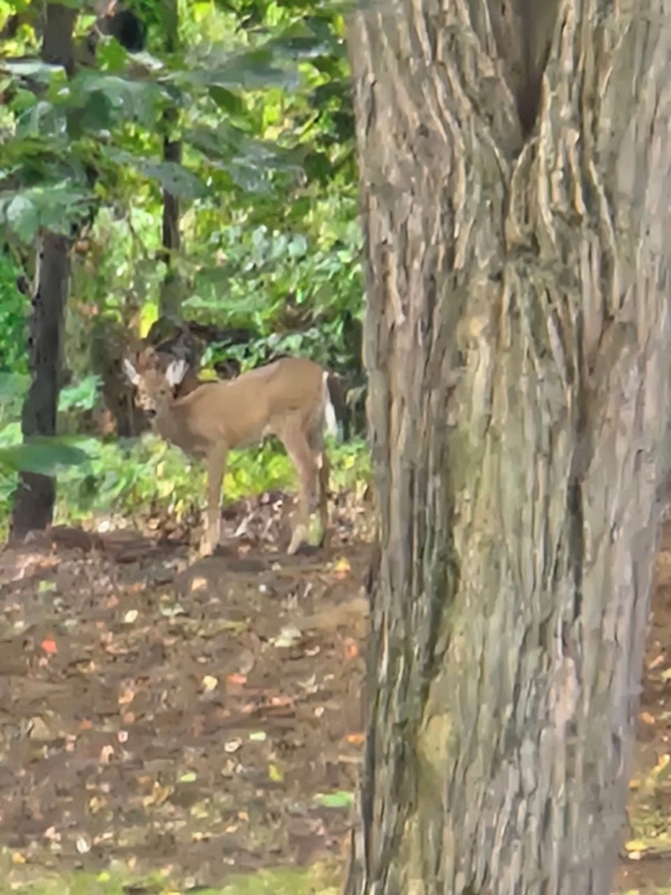 back yard