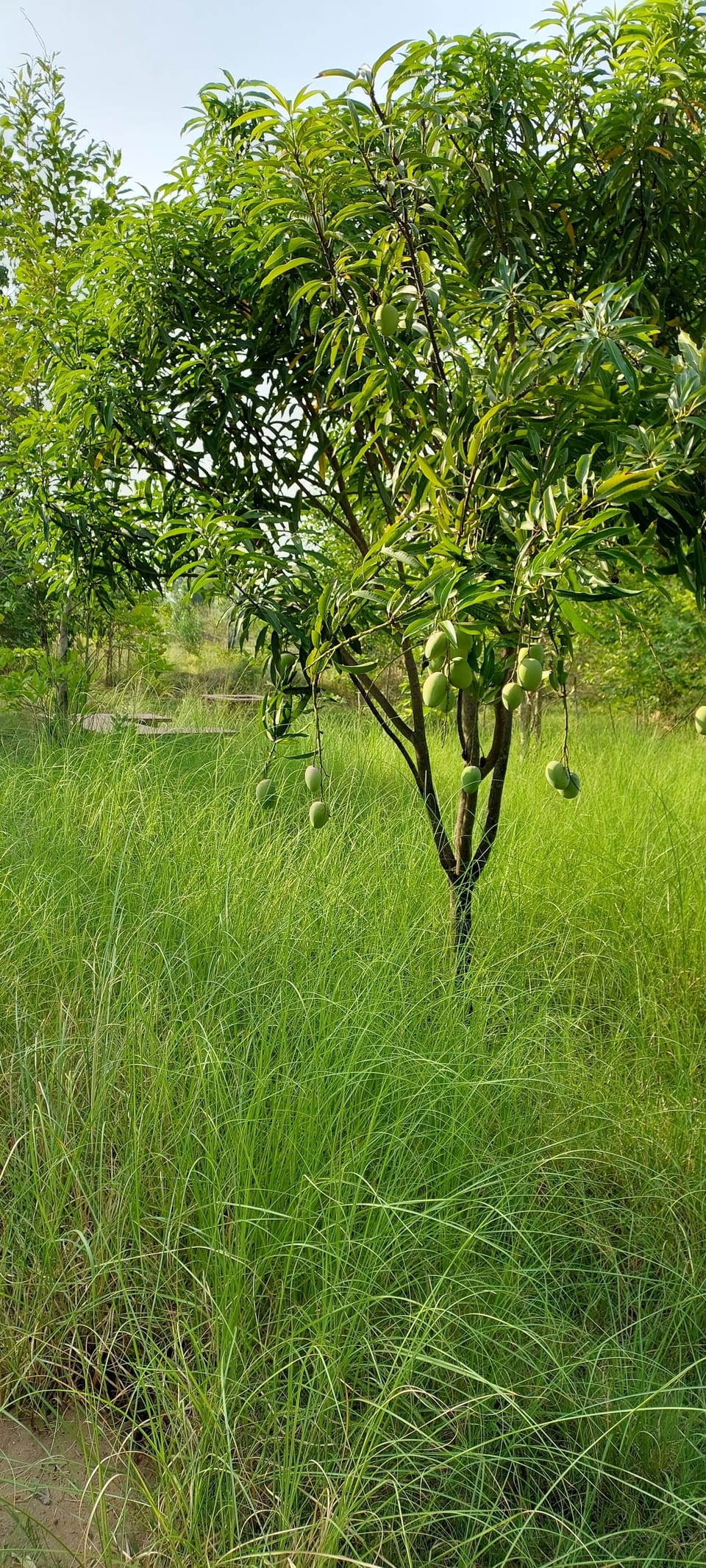 Mango garden  in July. 