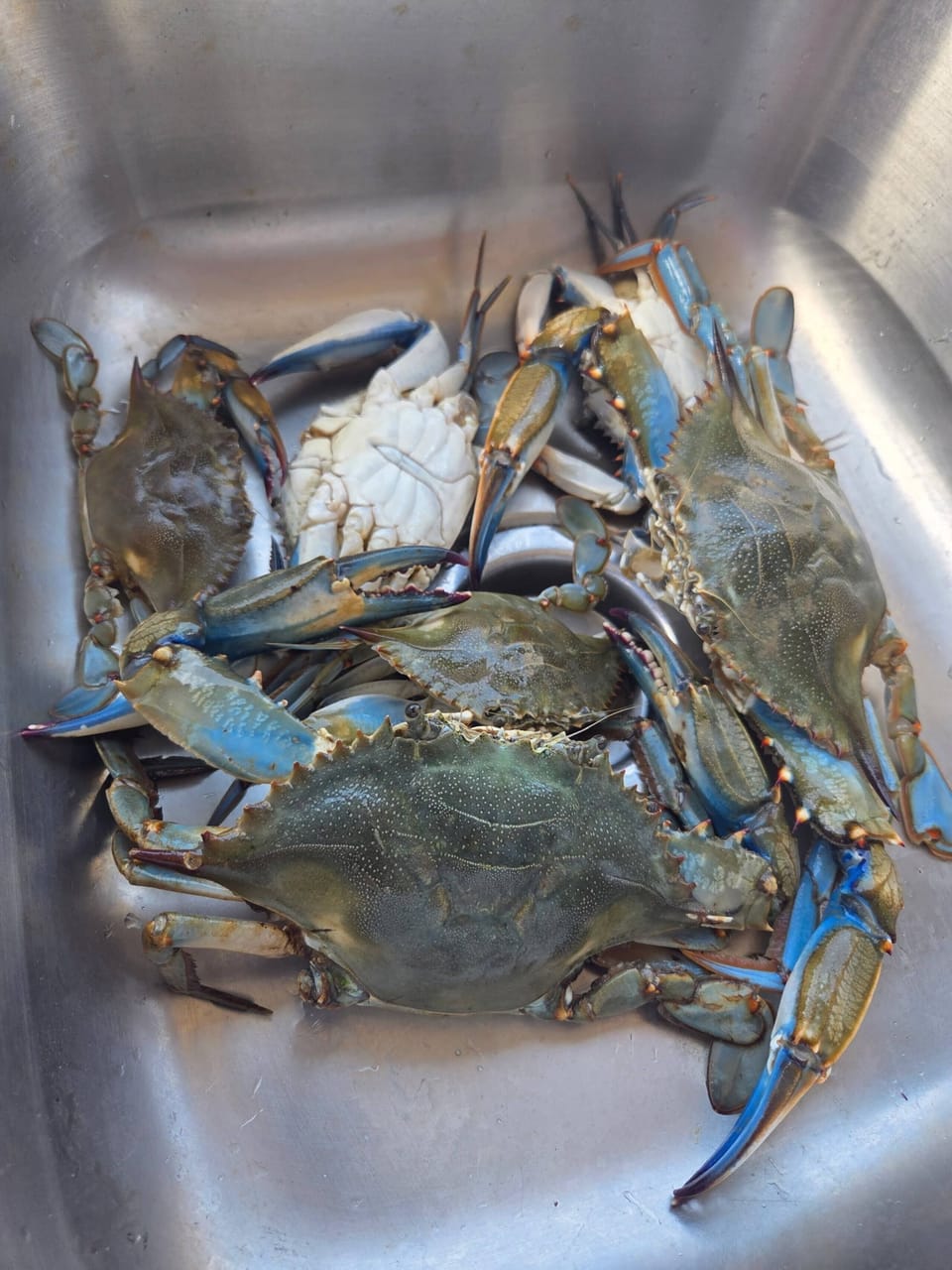 Crabs caught off the private pier.