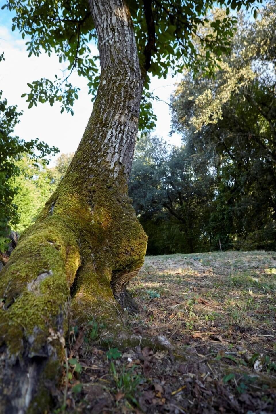 Domaine-de-Cantegrel-gîtes-vitrac-sarlat-champs-nature-slow-tourisme-6-prt