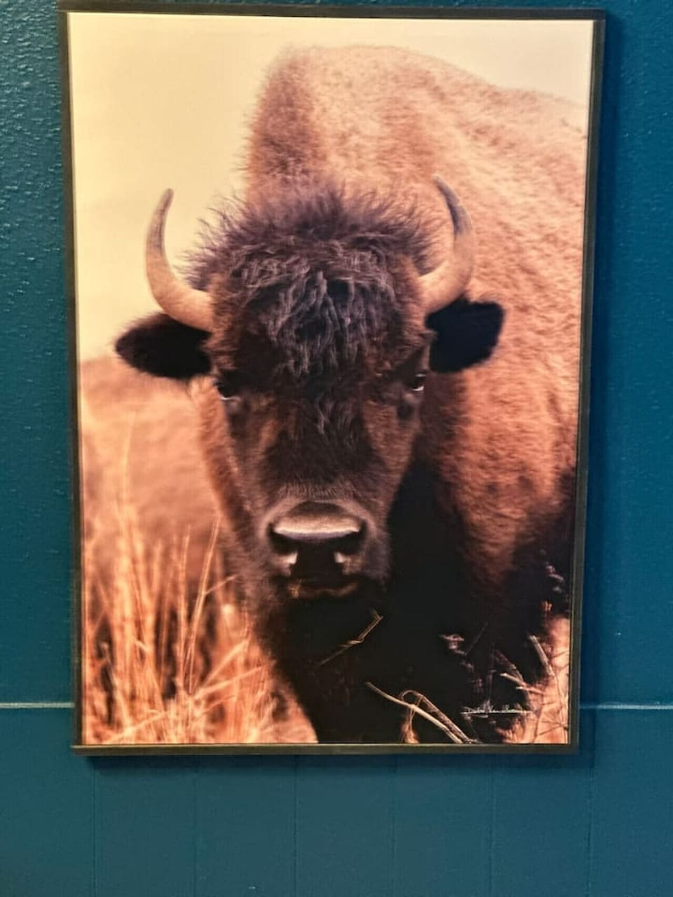 Up close with the iconic buffalo—these powerful images set the tone for an unapologetically rugged vibe.