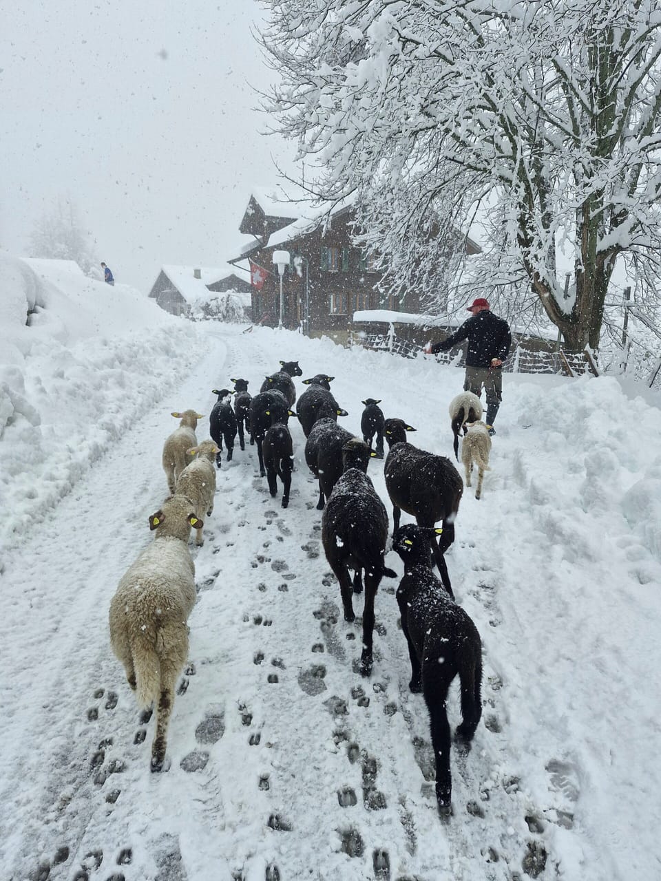 Winter traffic jam at Talblick, 2025!