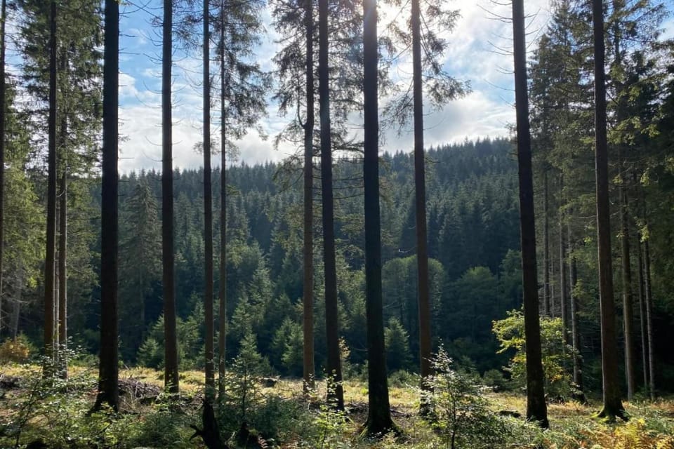 Region [summer] (>5 km)