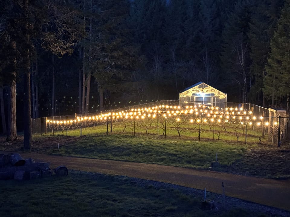 Vineyard at night