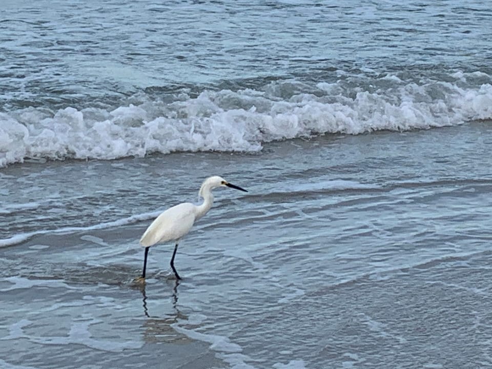 Enjoy walking by the shore with nature by your side!