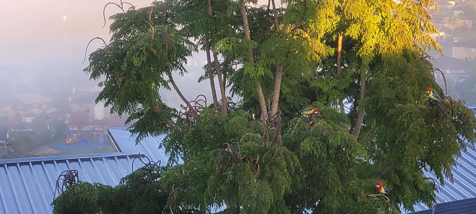 Beautiful bird guests during mid-autumn and early winter