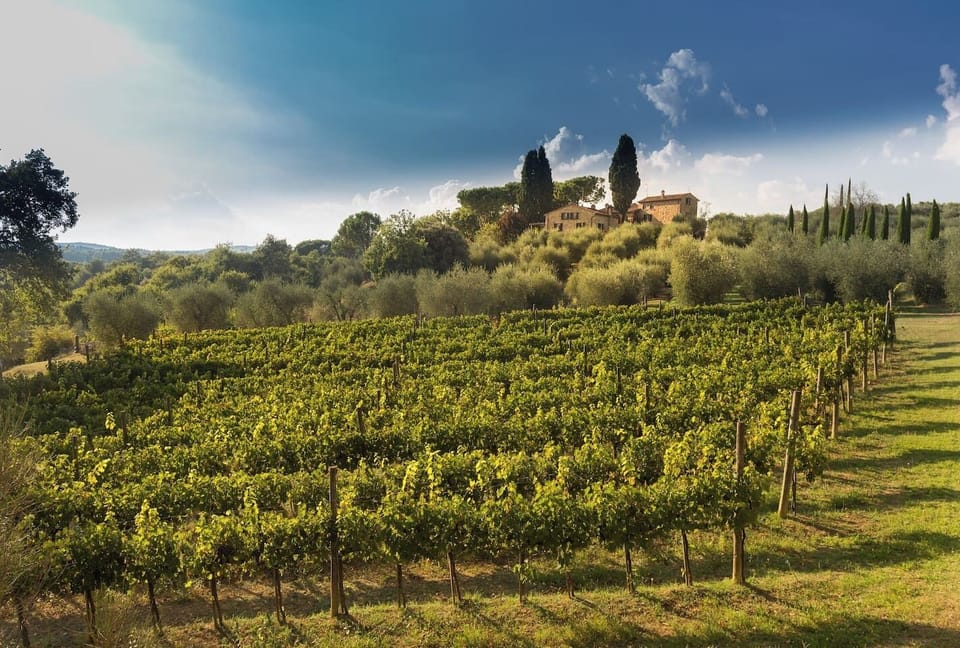 View of the villa from the vineyard 