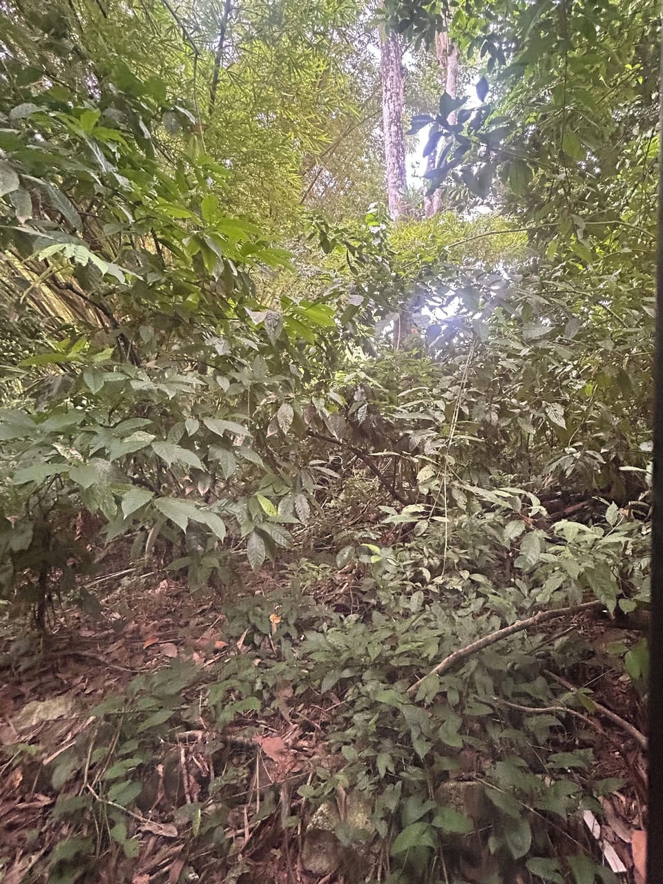 Bedroom 2 view - Looks out into the trees. Keep an eye out for monkeys!