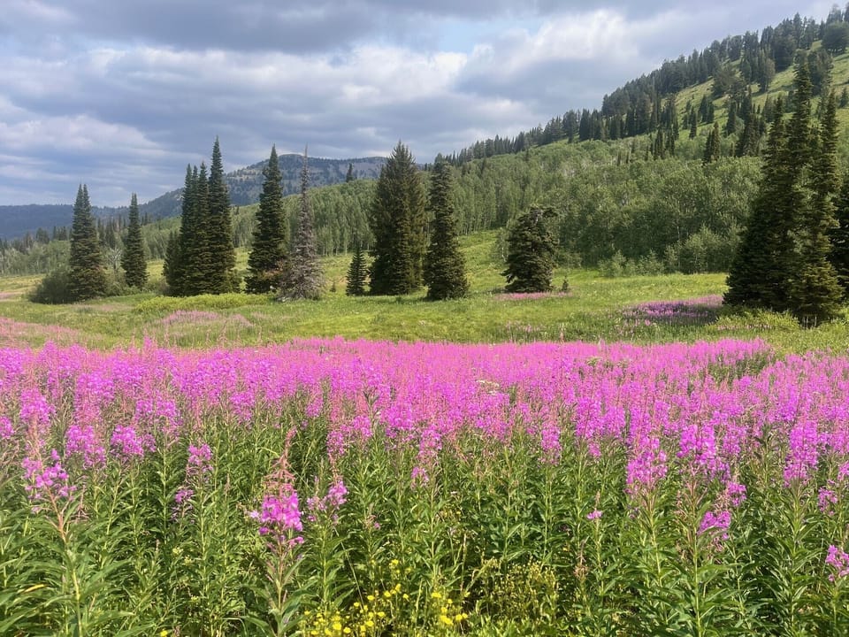 Immerse yourself in the vibrant beauty of summer in the Rockies just steps away