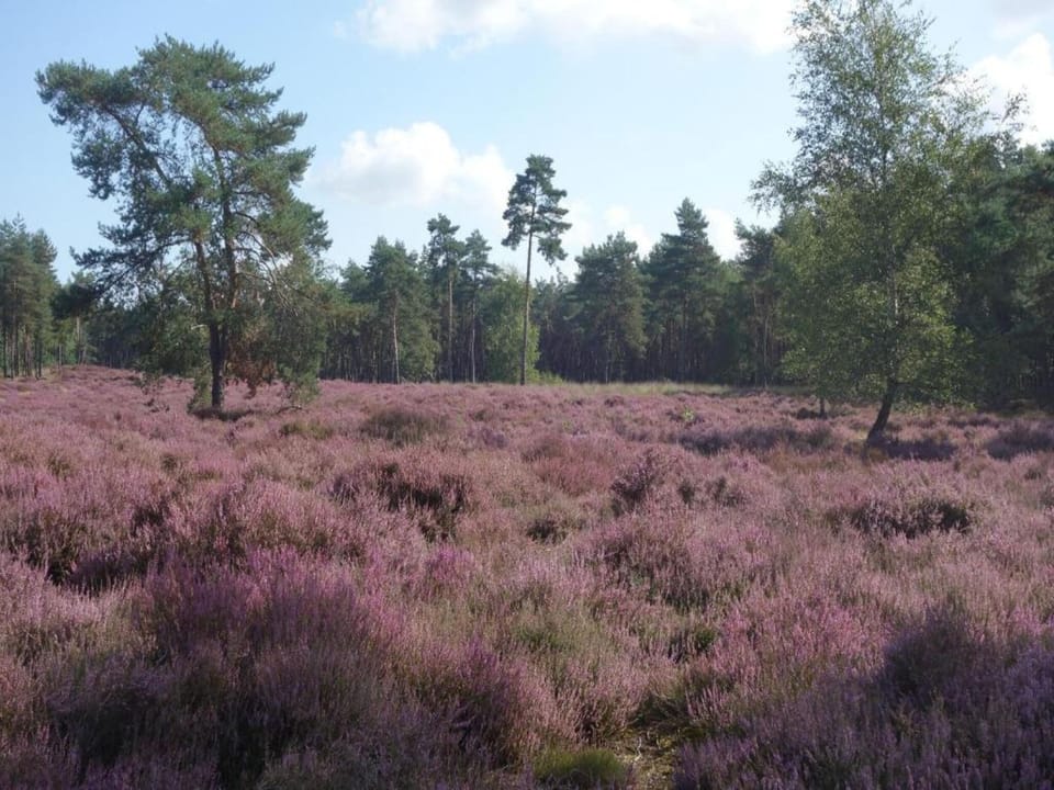 Region [summer] (>5 km)