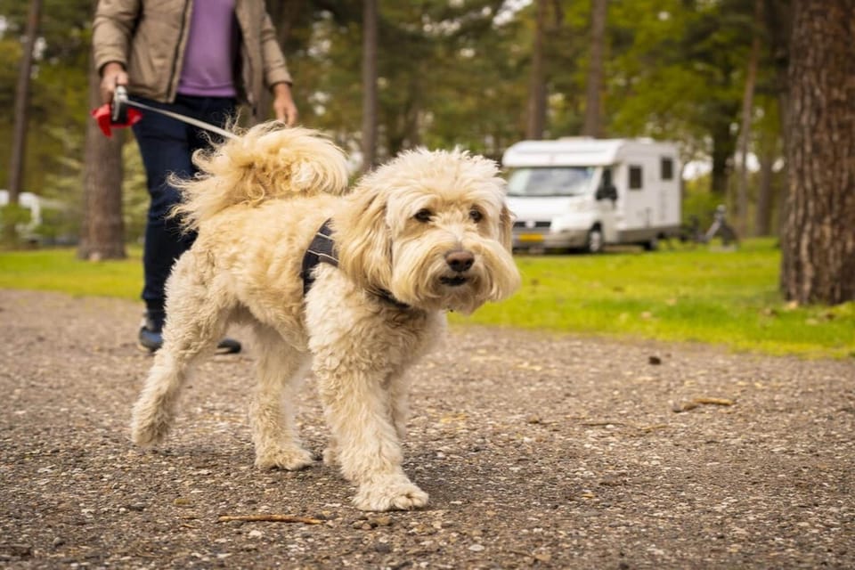 Holiday Park Facilities and Services 