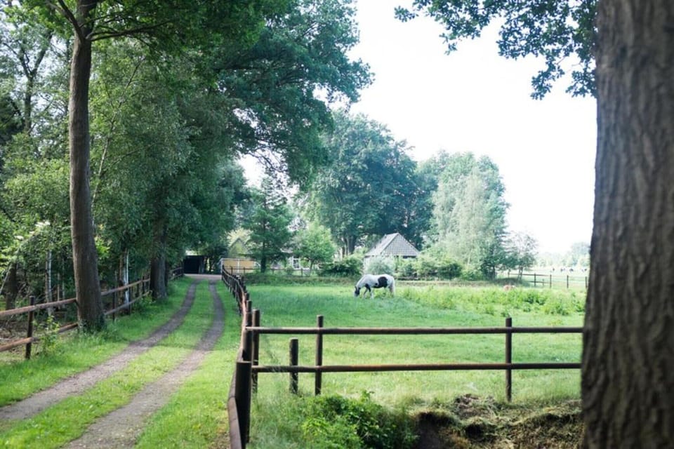 Garden [summer]
