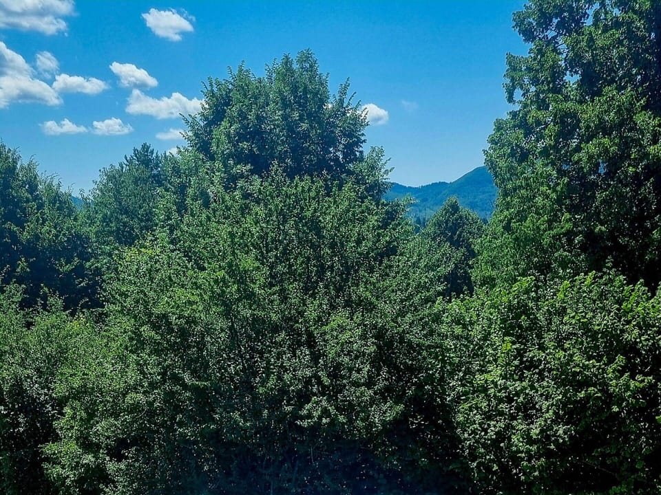 Leaf, Nature, Natural Environment, Vegetation, Forest, Nature Reserve, Jungle, Woody Plant, Sunlight