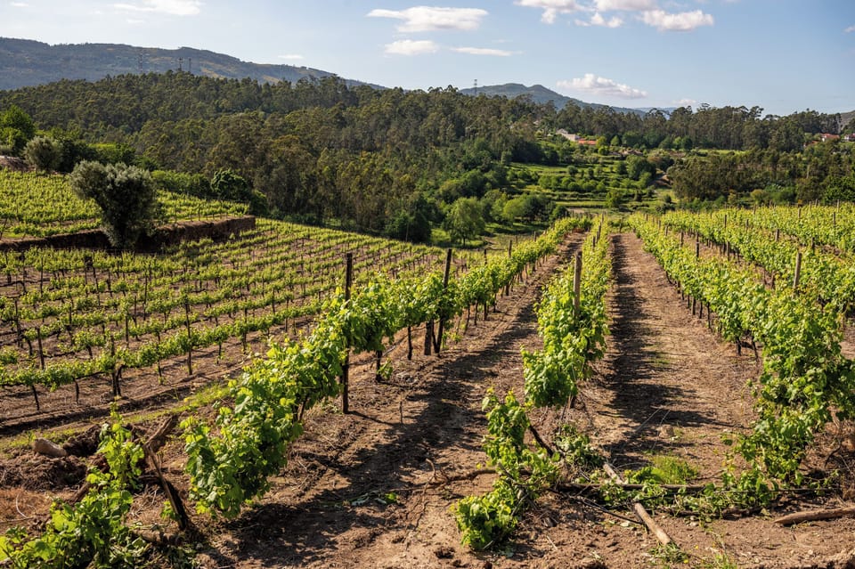 Vineyard