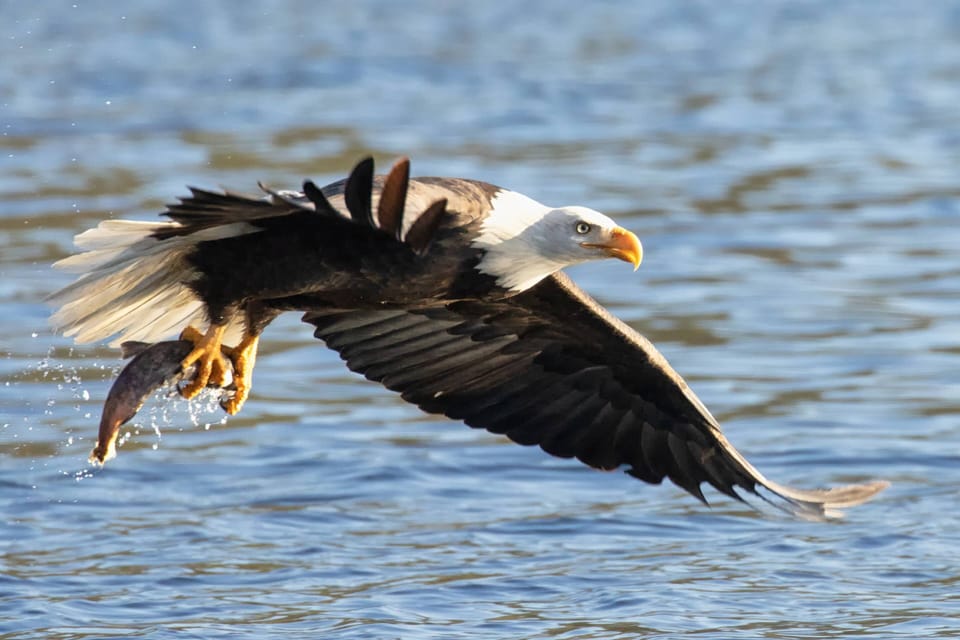 Coeur d'Alene is known for seeing wildlife so keep your eyes out for awesome scenes like this one!