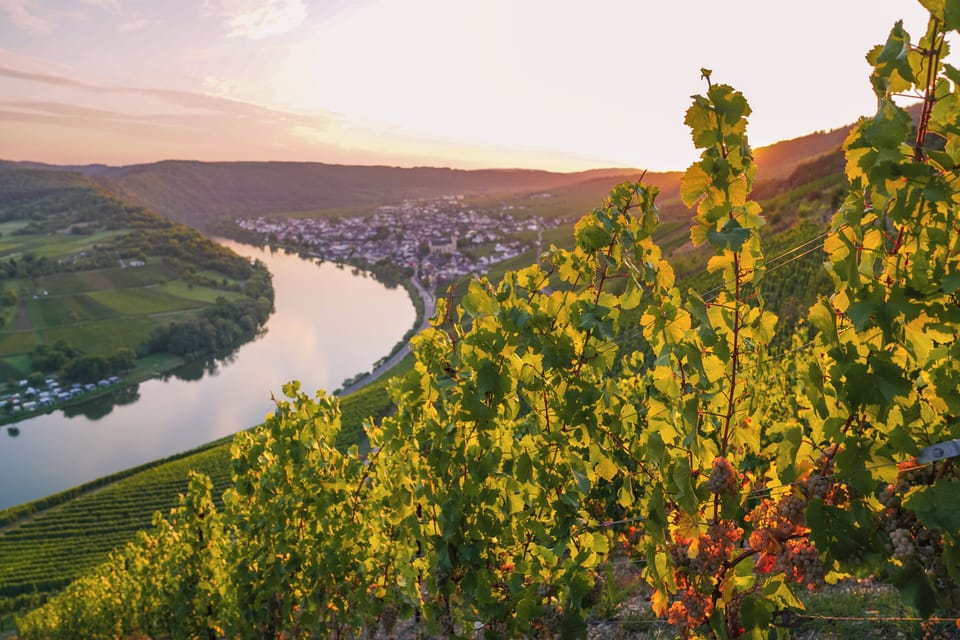 Vineyard