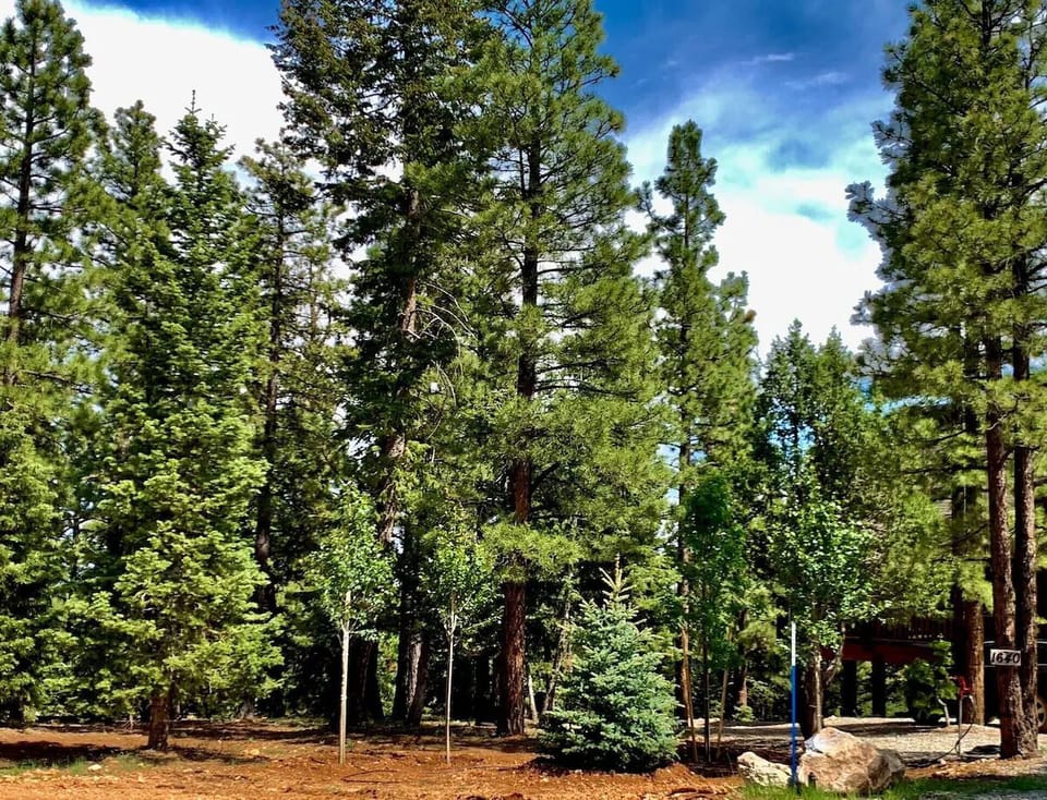 Peaceful pine-filled setting with fresh mountain air and open skies
