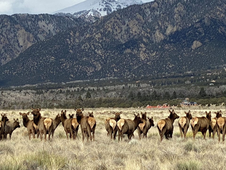 Elk and deer roam across our property regularly.