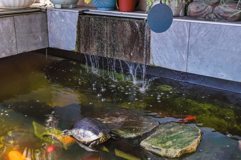 A tranquil pond features vibrant orange koi fish swimming in its dark waters. Several smooth, flat stones rest partially submerged, providing resting spots. Water gently cascades from a tiered ledge adorned with potted plants.