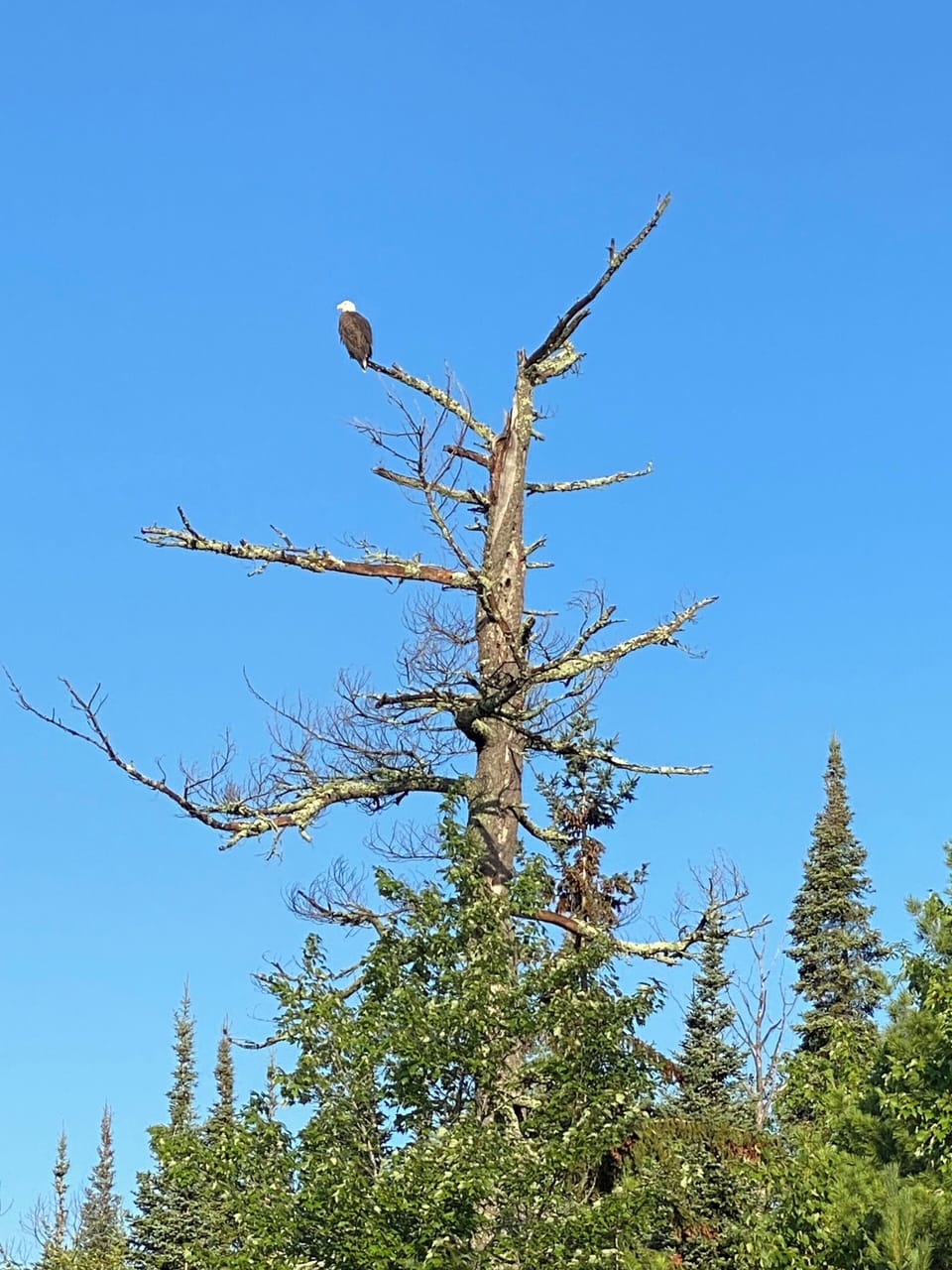 Bald eagle looking for their next meal.