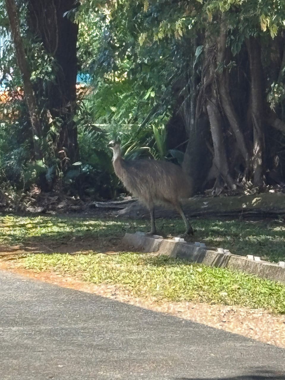 Young cassowary exploring behind the cottage
