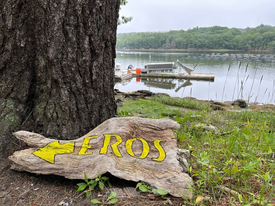 Or Oysters from Eros Oyster Farm