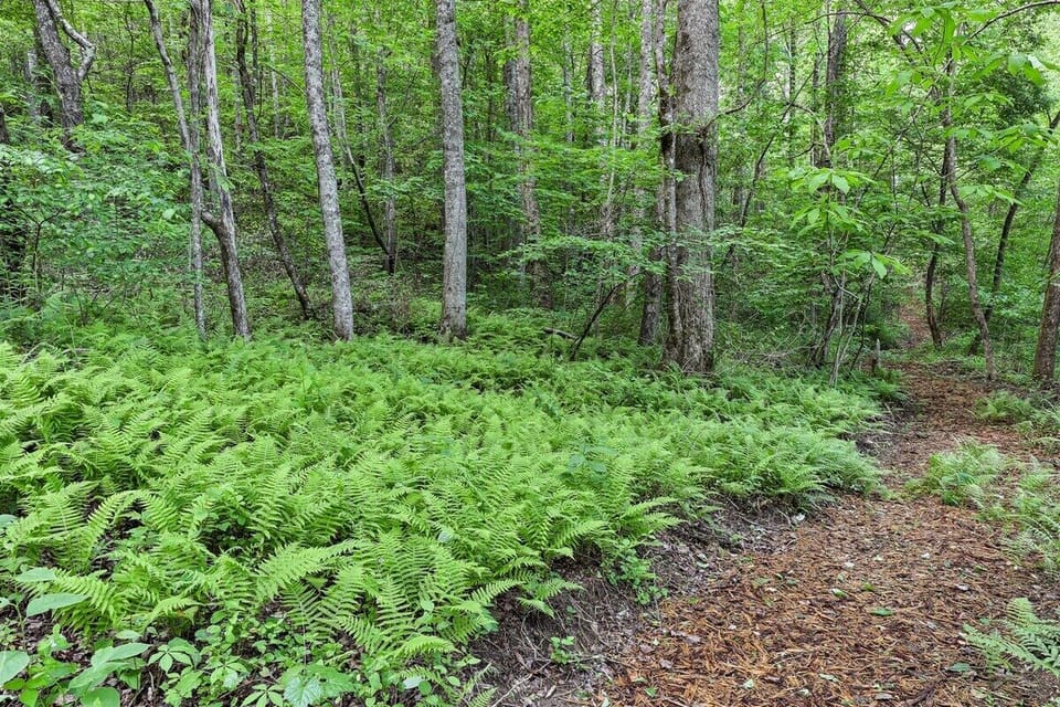 Nature trail