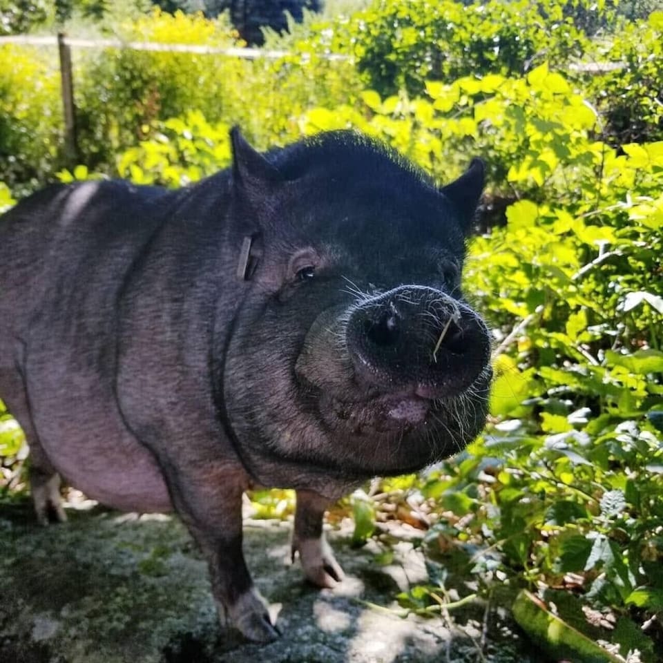 Enjoy the charm of country living and say hello to the friendly animals
