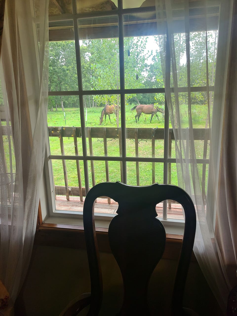Watch the animals from the comfort of air conditioned home.