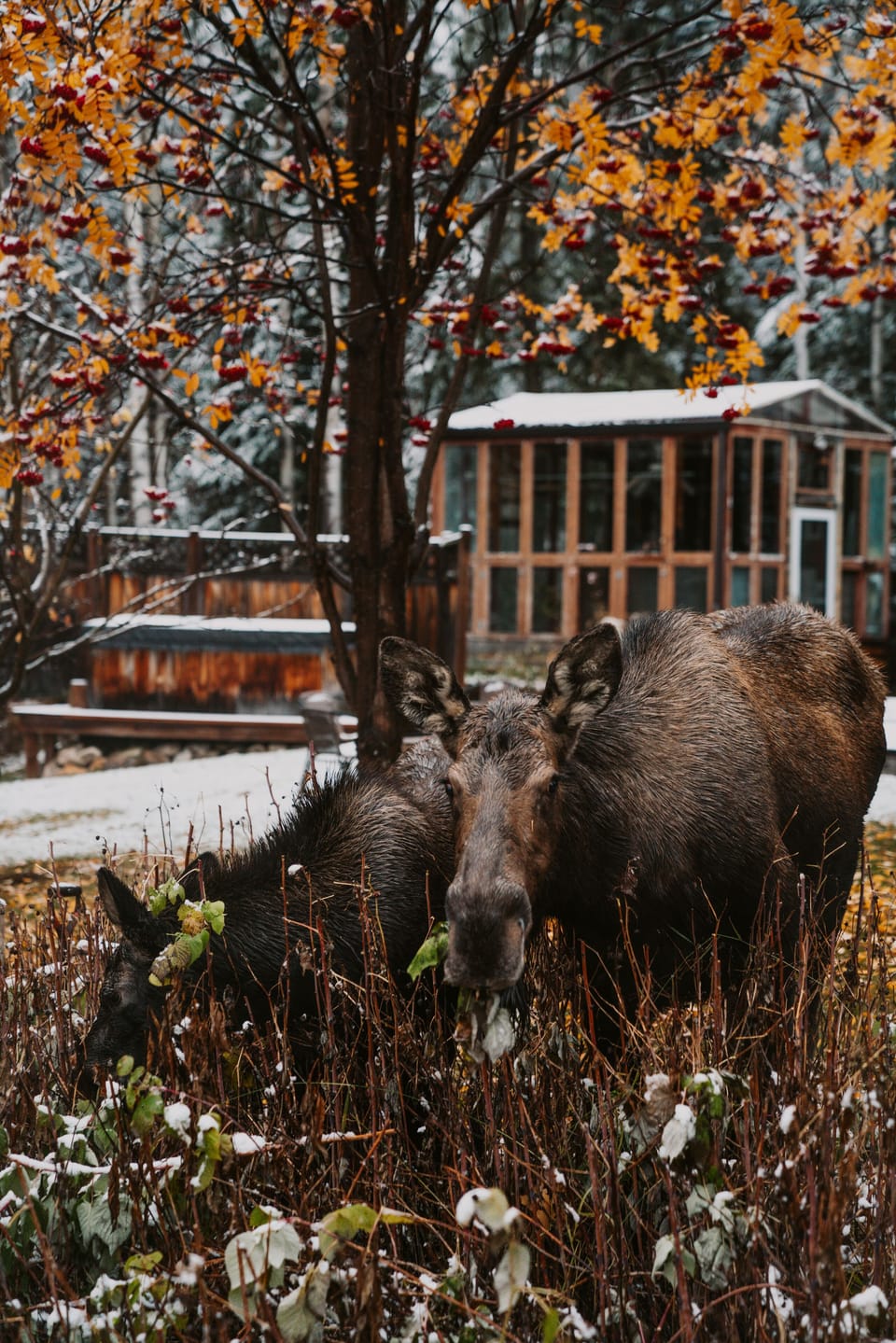 The moose love the yard’s raspberry bushes.