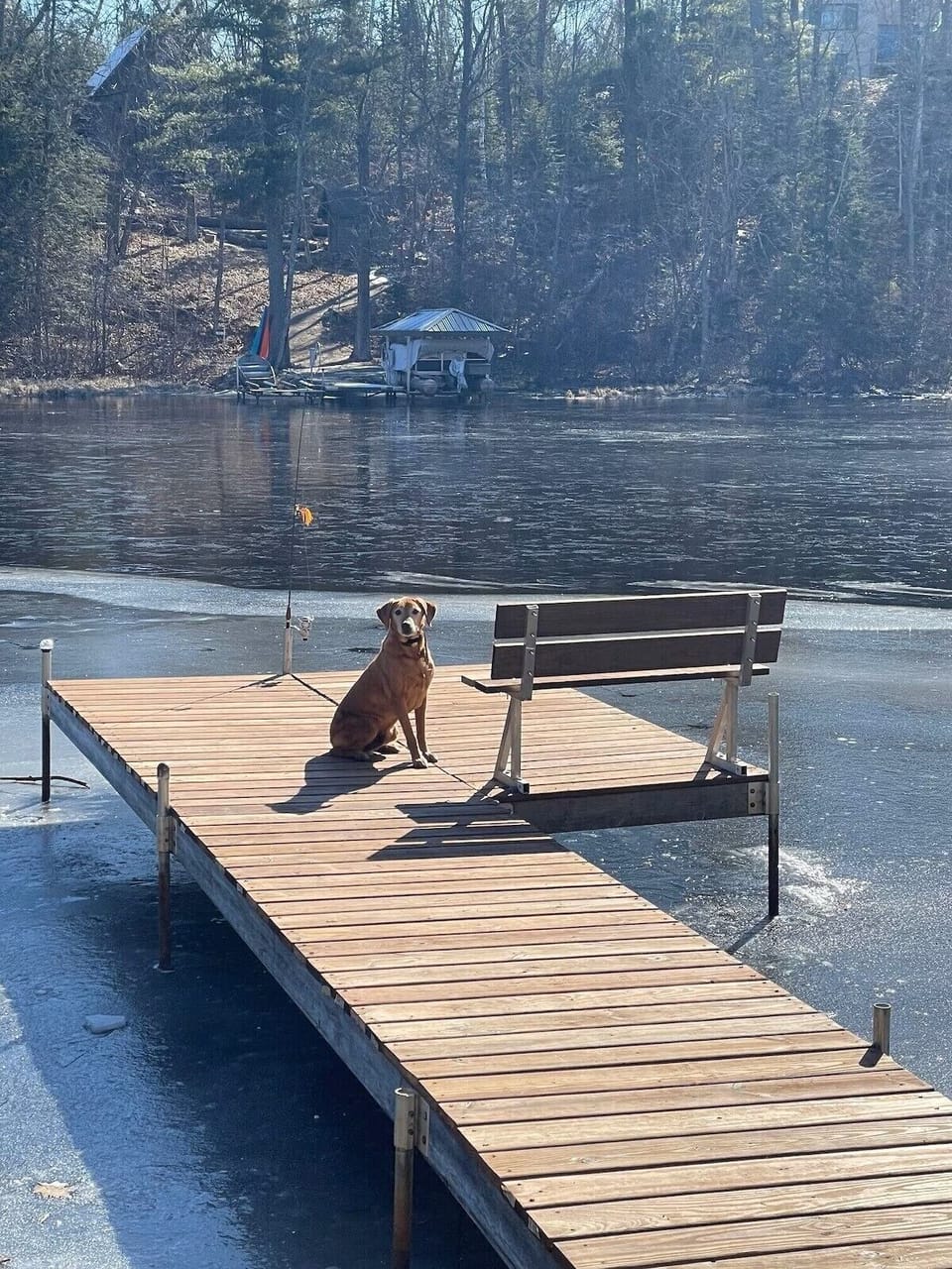 Pet-friendly