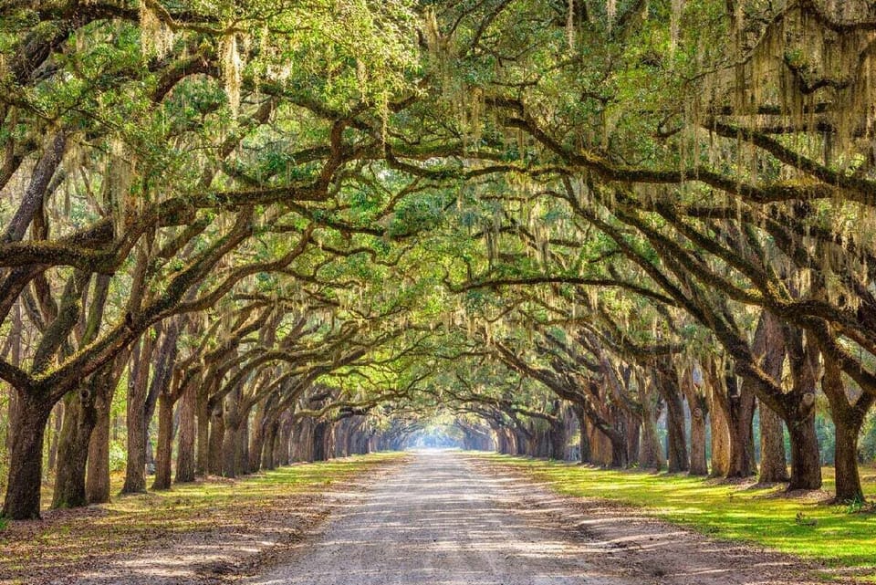 Step back in time beneath the iconic oak-lined avenue ✨ Wormsloe Historic Site is a breathtaking gateway to Savannah's past.