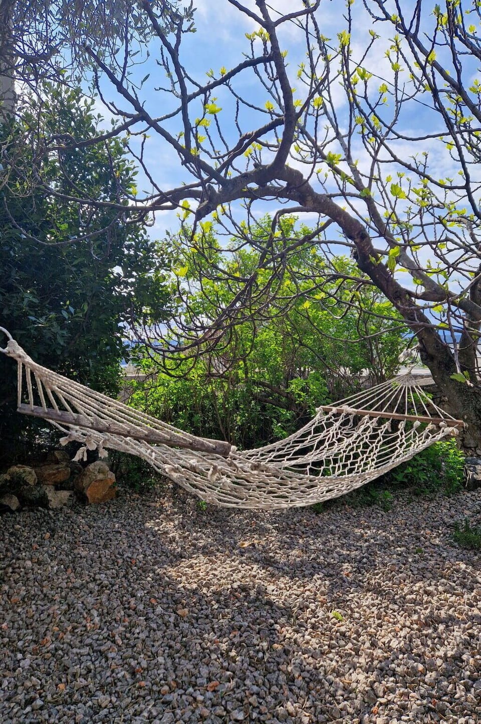 Net, Twig, Sunlight, Natural Material