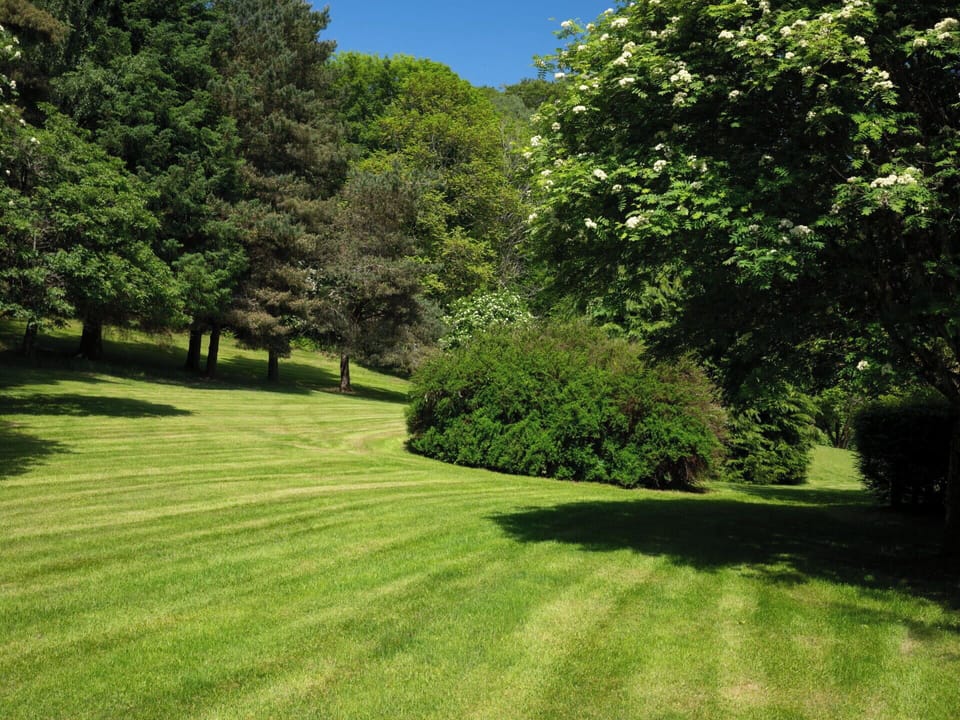 Green, Grass, Tree, Natural Environment, Leaf, Nature, Shrub, Natural Landscape, Grassland, Garden