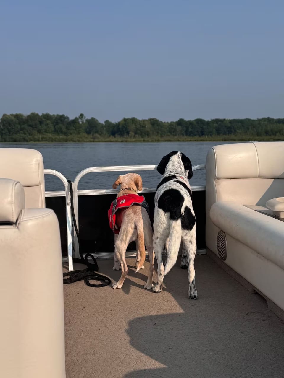 Pet-friendly