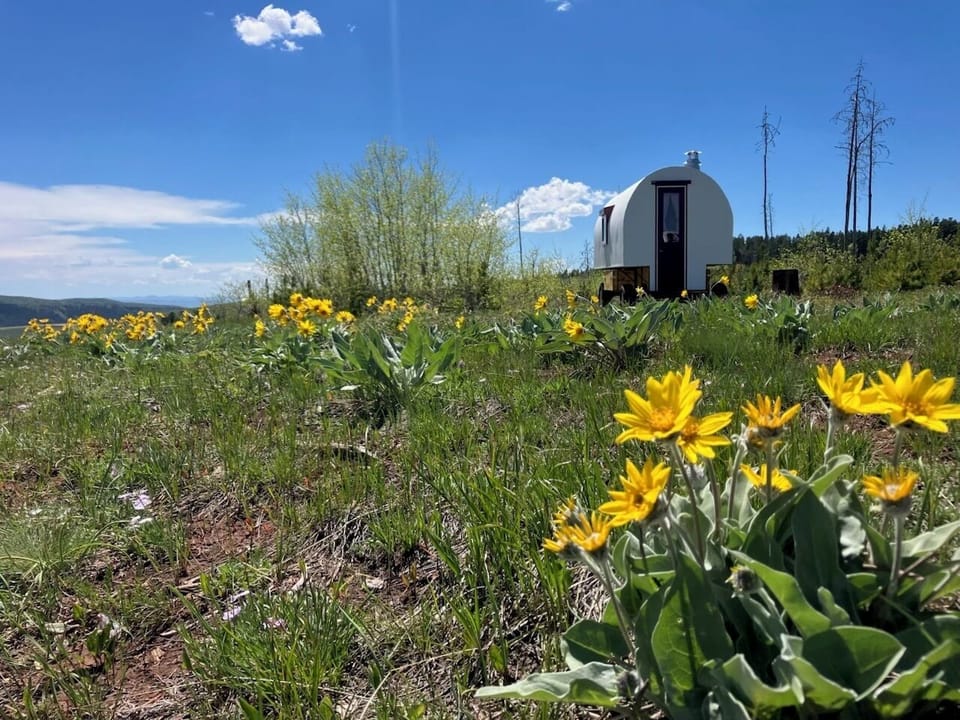 Abundant wildflowers in the private meadow location