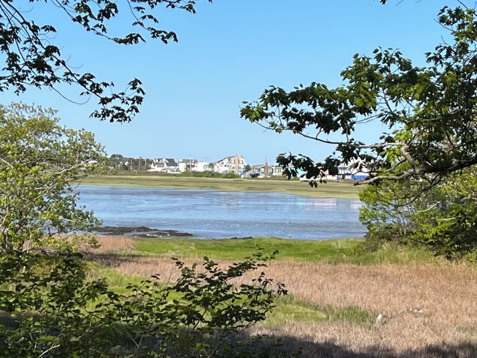 Marsh view from yard