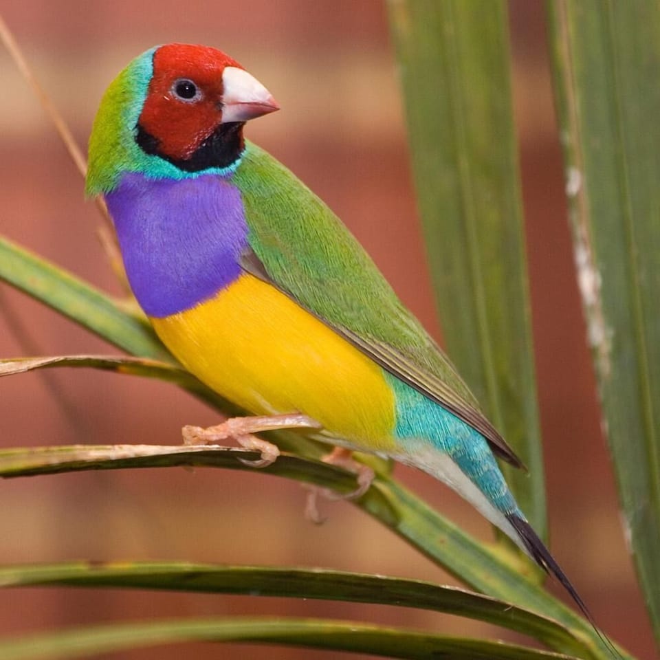 One of our many beautiful native finches